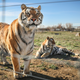 Two of the 39 tigers that were rescued in 2017 from Joe Exotic’s zoo at Wild Animal Sanctuary in Colorado.